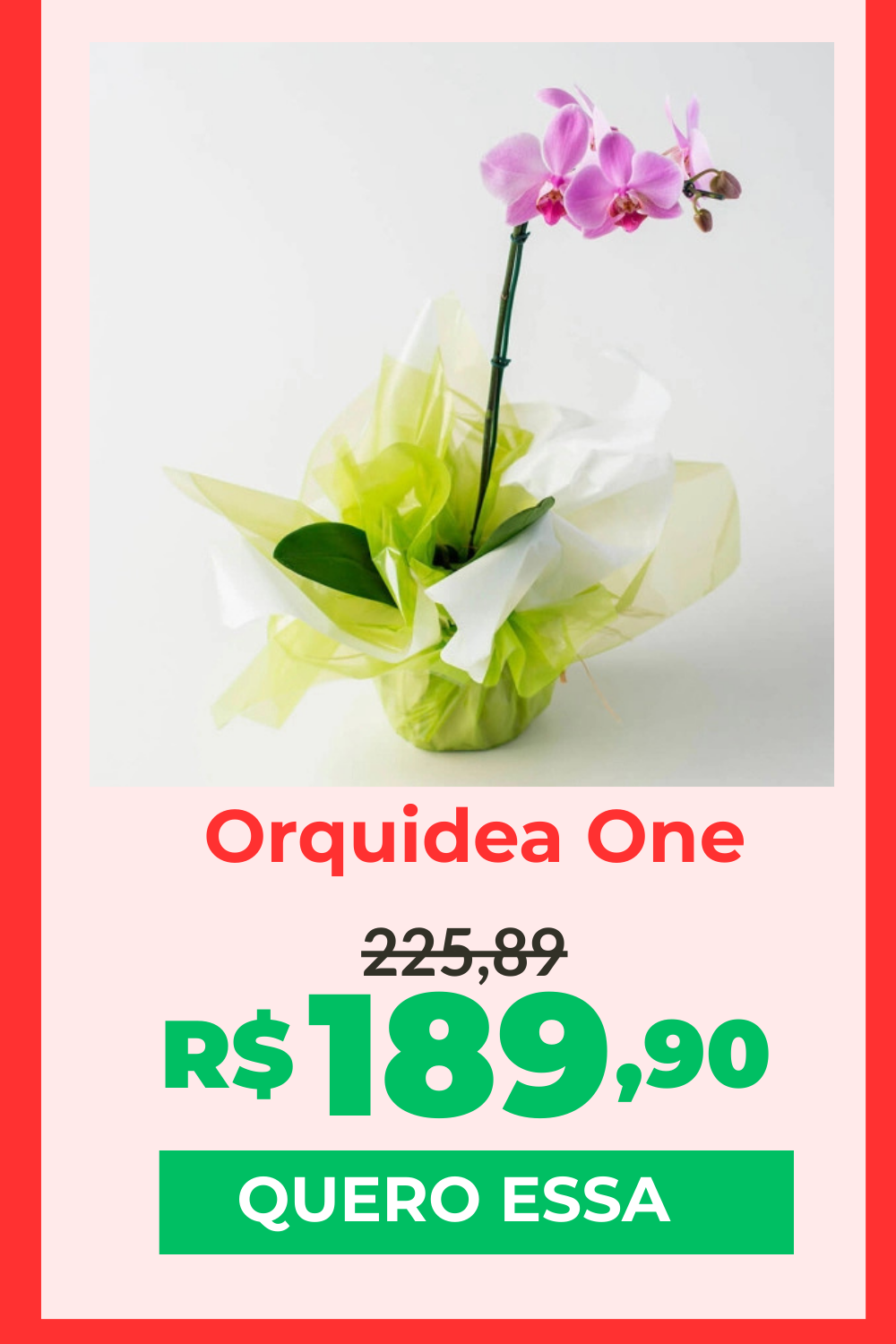orquídea para presente